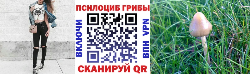 kraken рабочий сайт  как найти закладки  Болотное  Галлюциногенные грибы Magic Shrooms 